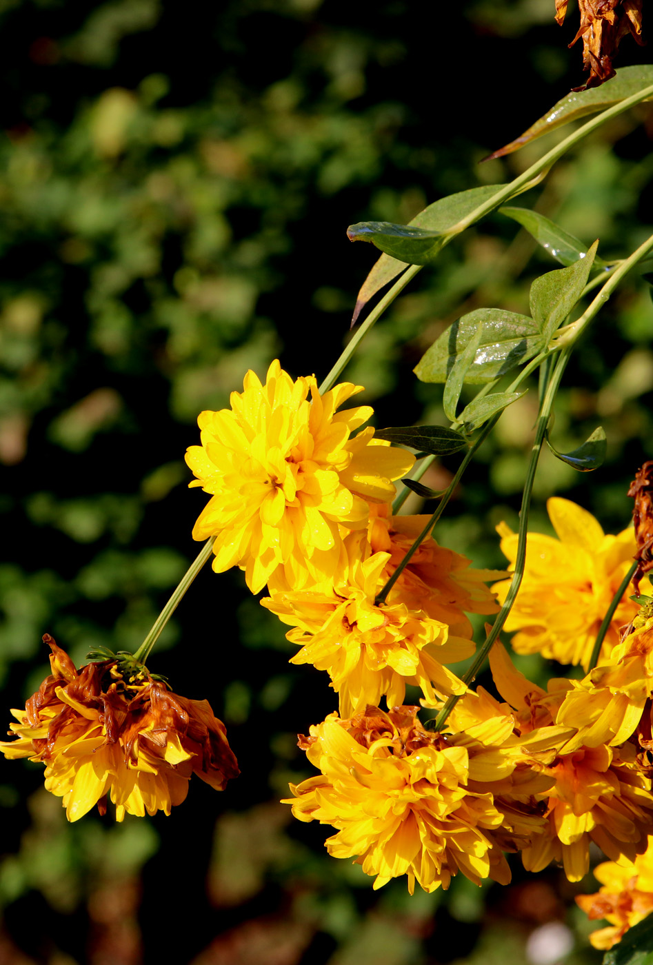 Изображение особи Rudbeckia laciniata var. hortensia.