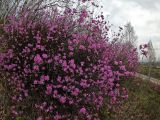 Rhododendron dauricum
