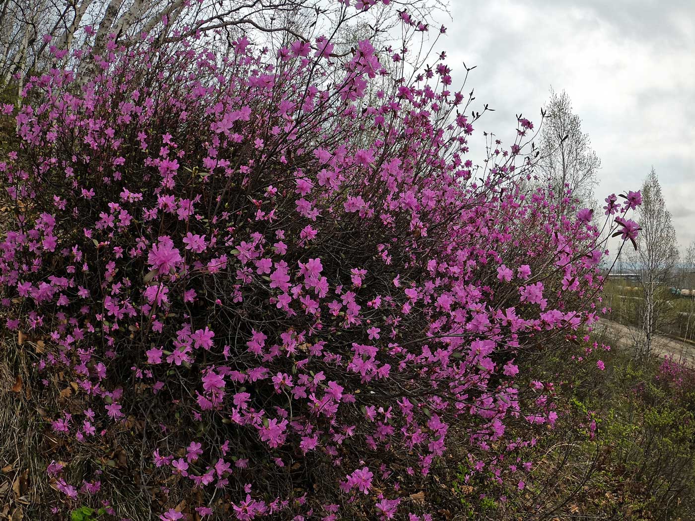 Изображение особи Rhododendron dauricum.
