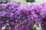 Buddleja davidii. Часть соцветия. Калининградская обл., г. Светлогорск, дворовое озеленение. 27.07.2025.
