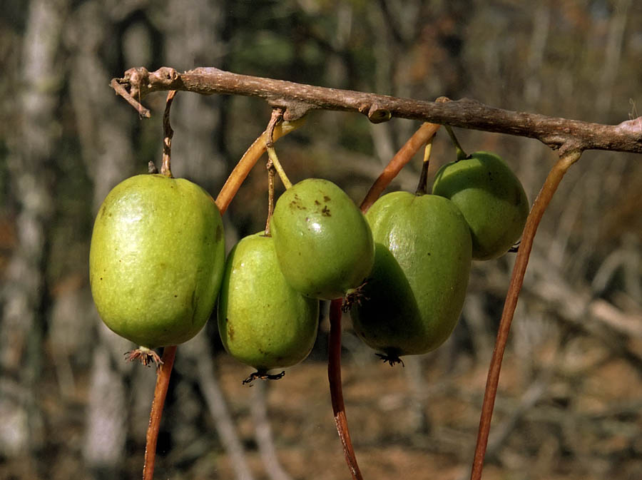 Image of Actinidia arguta specimen.