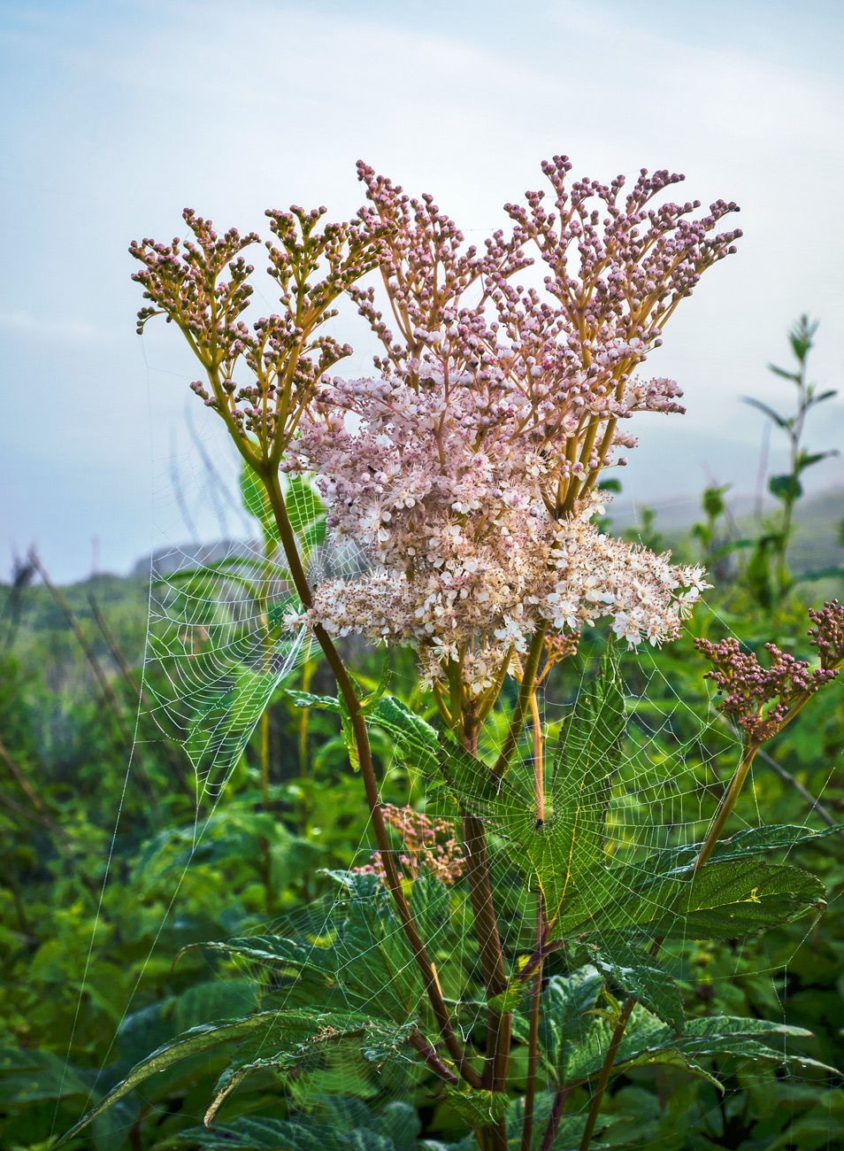 Image of Filipendula palmata specimen.