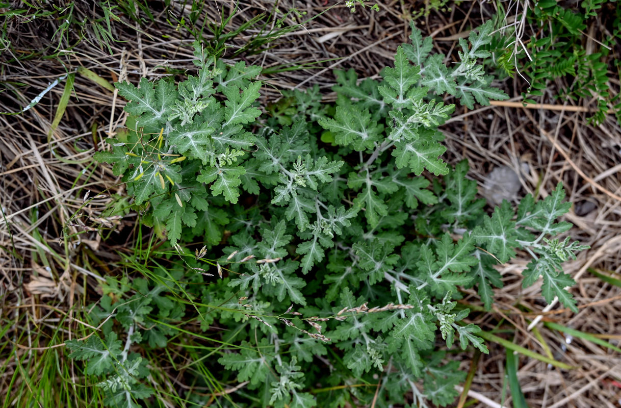 Изображение особи род Artemisia.