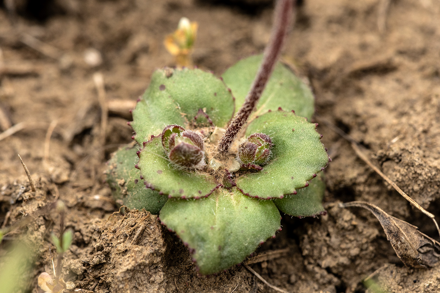 Изображение особи Androsace maxima.