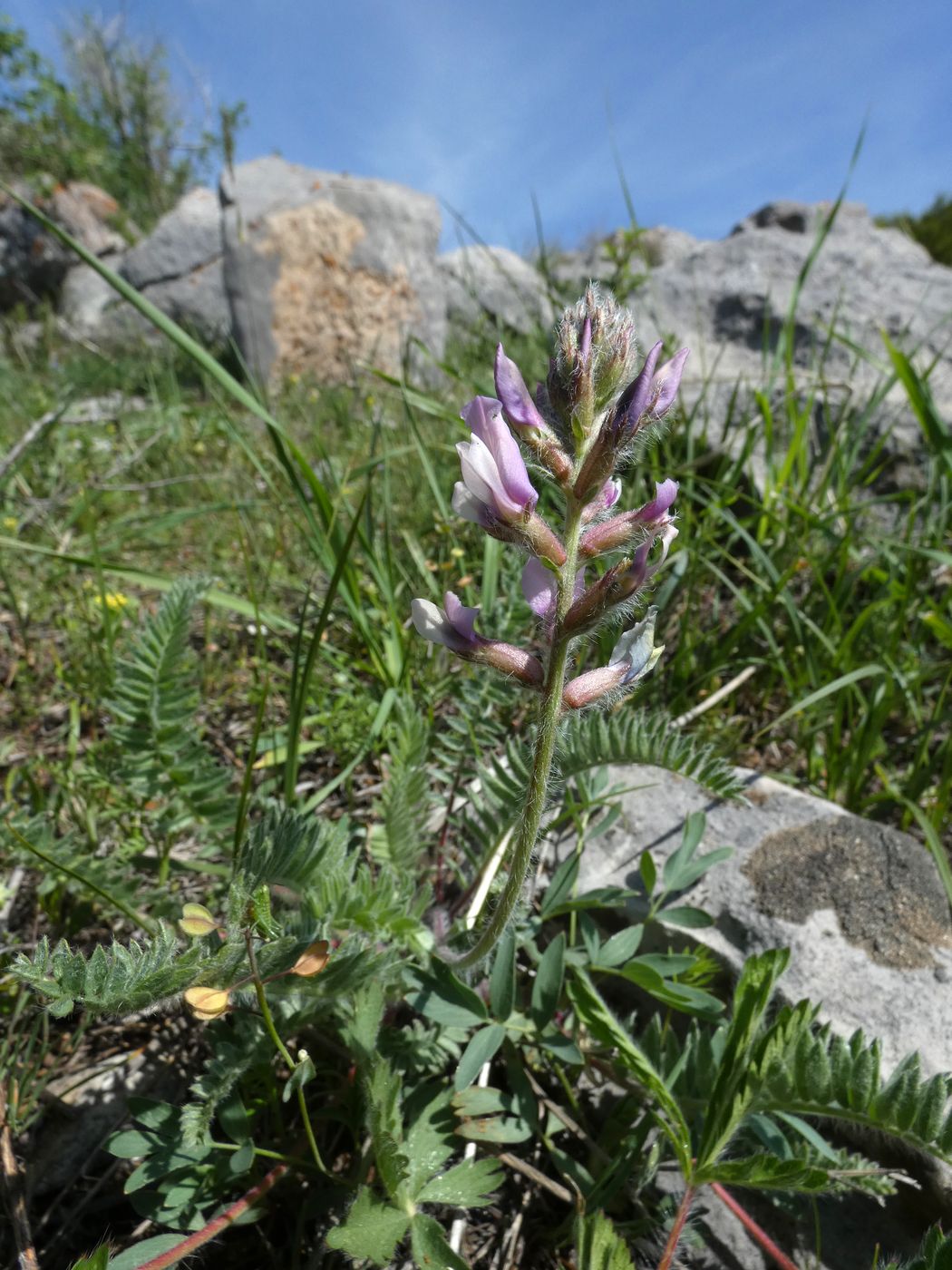 Image of Oxytropis pilosissima specimen.