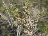 Tamarix arceuthoides. Веточка с соцветиями. Казахстан, Жамбылская обл., Мойынкумский р-н, 43 км ЮЮВ пос. Акбокай; Чу-Илийские горы, низкогорье Жамбыл, устье ущелья на юго-западном фасе гор, западнее вершины Кызылбелен; заросли кустарников (тамарикса и курчавок) по тальвегу ущелья. 01.05.2026.