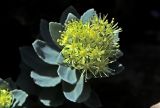Rhodiola rosea. Верхушка побега с соцветием. Белгородская обл., пос. Ракитное, ул. Сосновая, 2, в культуре. 12 мая 2026 г.
