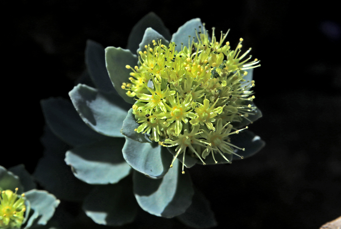 Image of Rhodiola rosea specimen.
