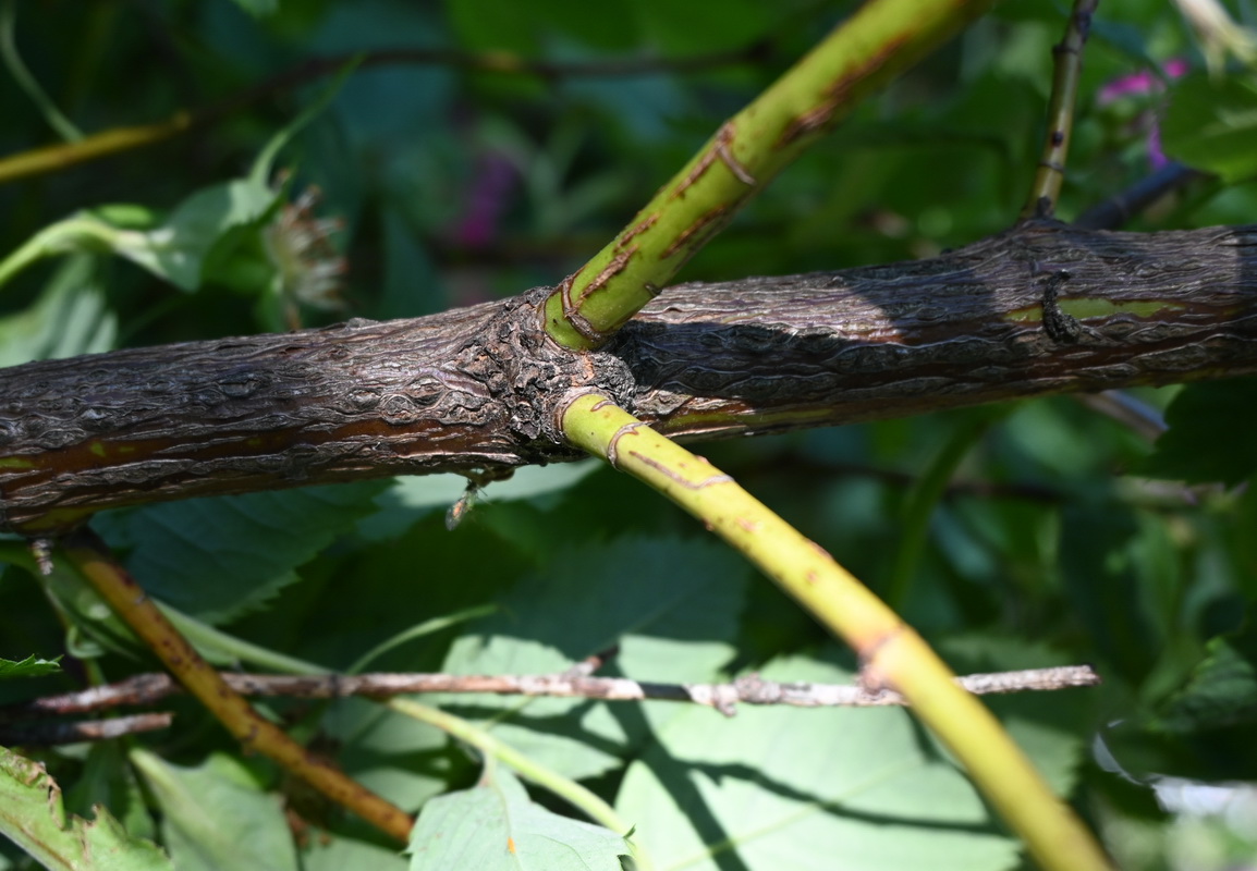 Image of Rosa cinnamomea specimen.
