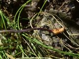 genus Orobanche. Нижняя часть извлечённого из грунта цветущего растения. Грузия, Тбилиси, северный склон г. Сололаки, горная степь. 5 июня 2026 г.