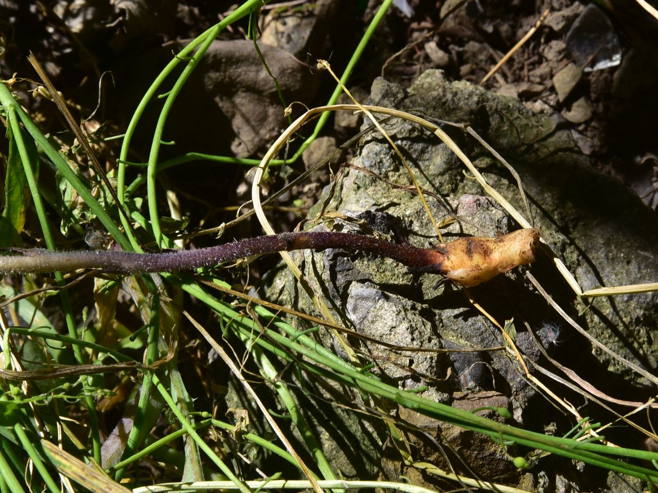 Image of genus Orobanche specimen.