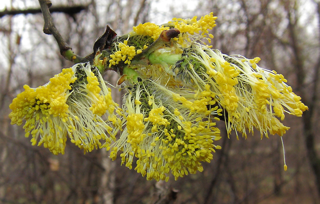 Image of Salix caprea specimen.