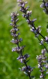 Nepeta nuda. Часть соцветия. Оренбургская обл., Саракташский р-н, Жёлтинский сельсовет, окр. хут. Султанбаево, луговая степь. 9 июня 2025 г.