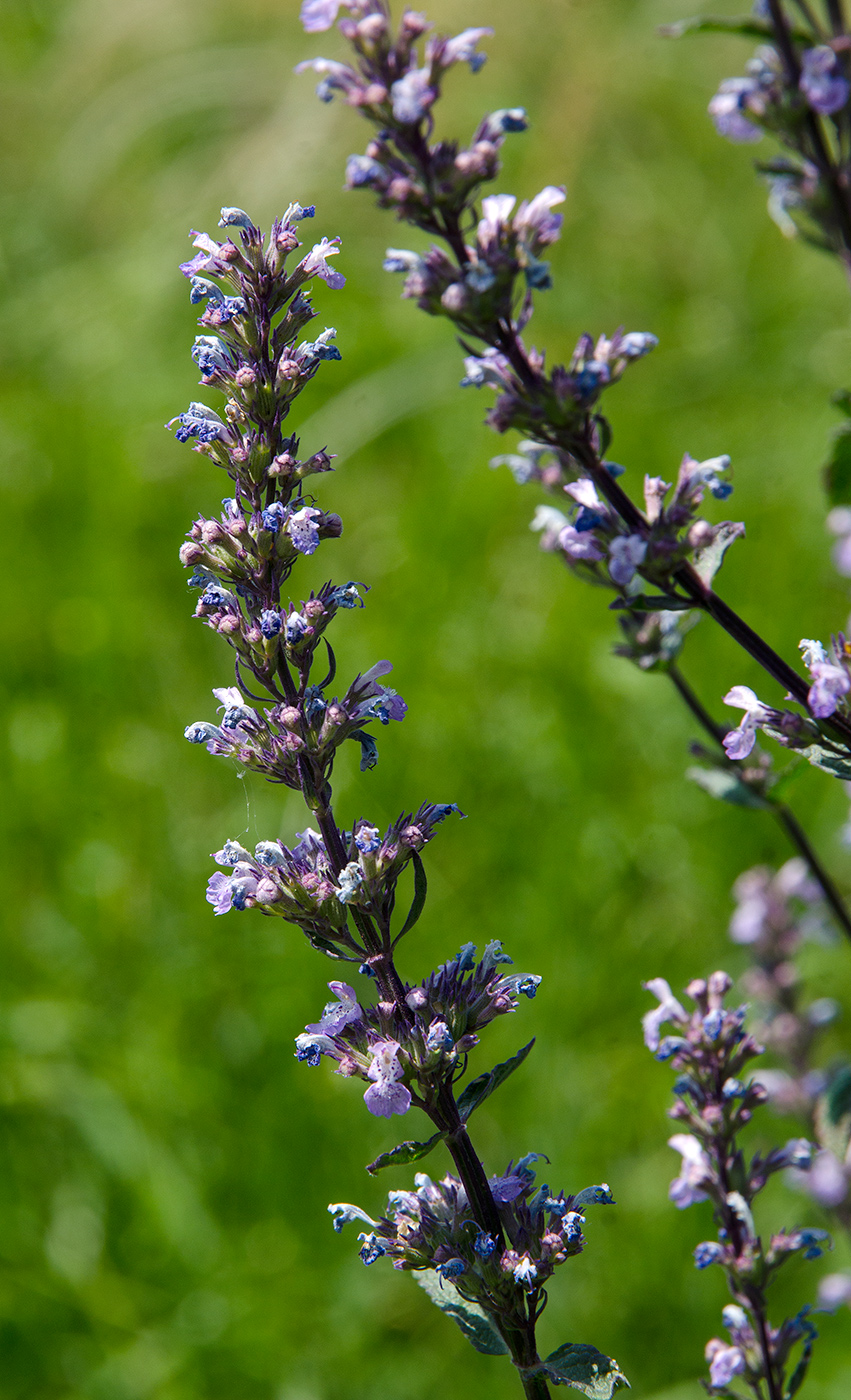 Image of Nepeta nuda specimen.