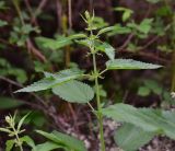 Urtica dioica