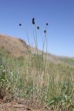 Allium caeruleum