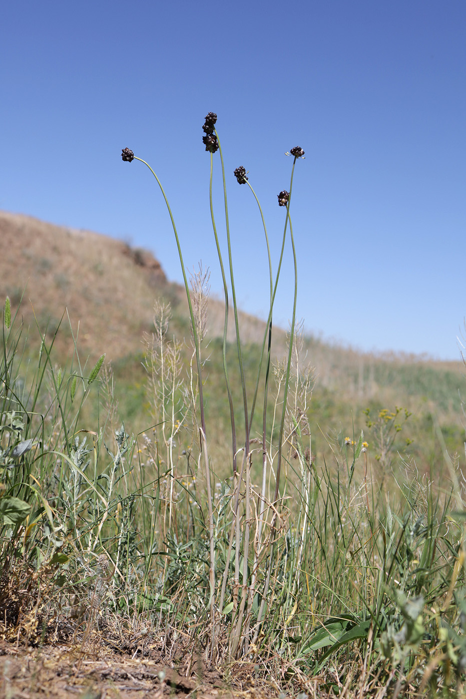 Image of Allium caeruleum specimen.