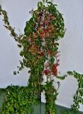 Parthenocissus quinquefolia. Побеги цветущего и плодоносящего растения. Португалия, округ Лиссабон, г. Кашкайш, в культуре. 05.08.2025.