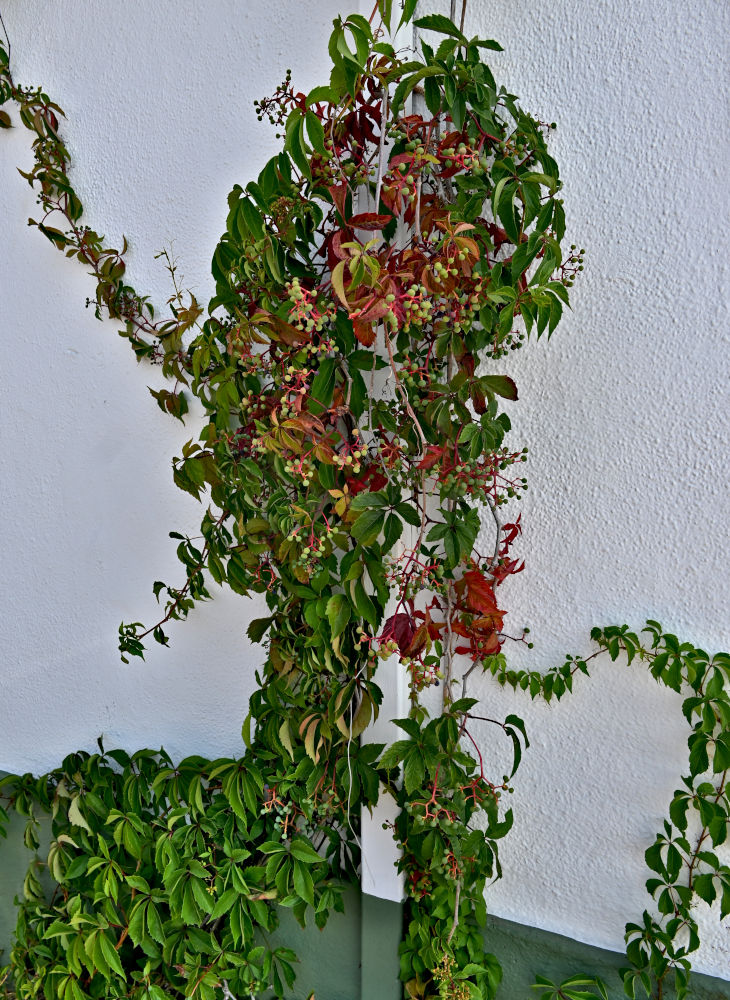 Изображение особи Parthenocissus quinquefolia.