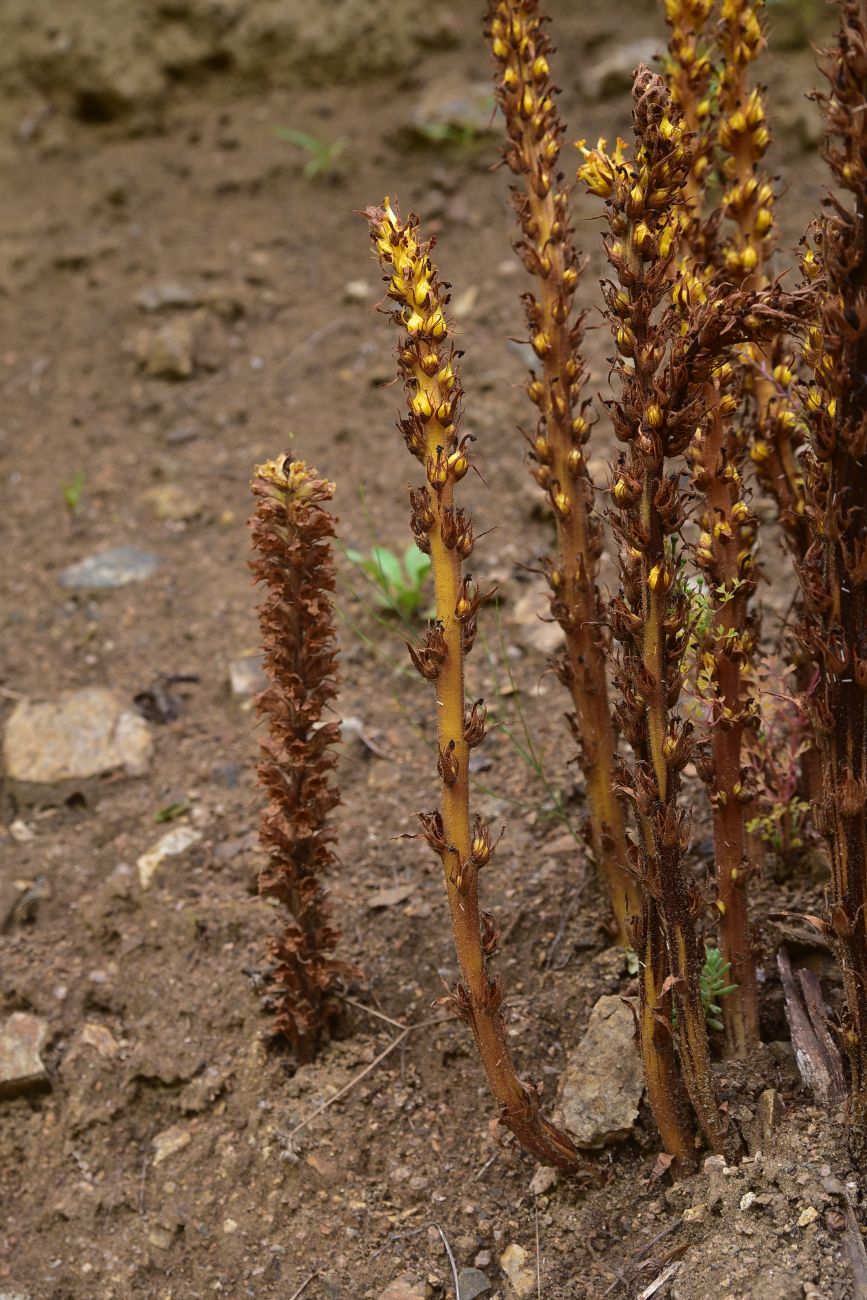 Image of genus Orobanche specimen.