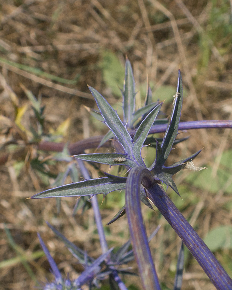 Image of Eryngium caeruleum specimen.
