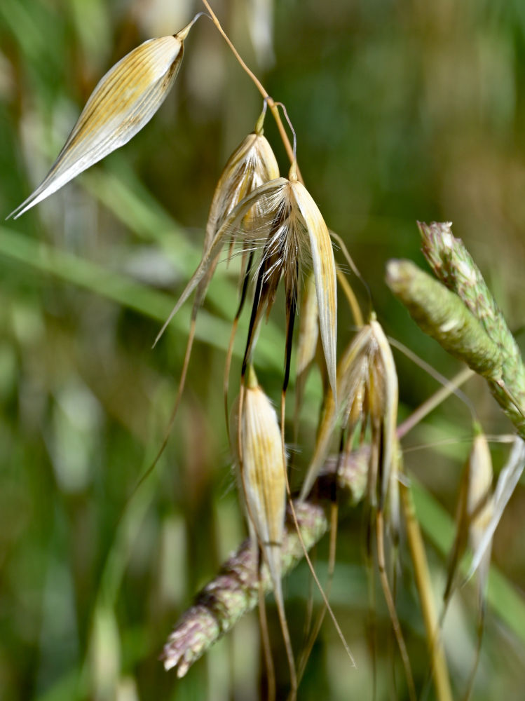 Image of Avena sterilis specimen.