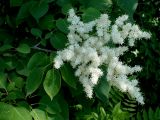 Syringa amurensis. Верхушка ветви с соцветием. Хабаровский край, г. Комсомольск-на-Амуре, Силинский лесопарк, обочина грунтовой дороги. 29.06.2026.