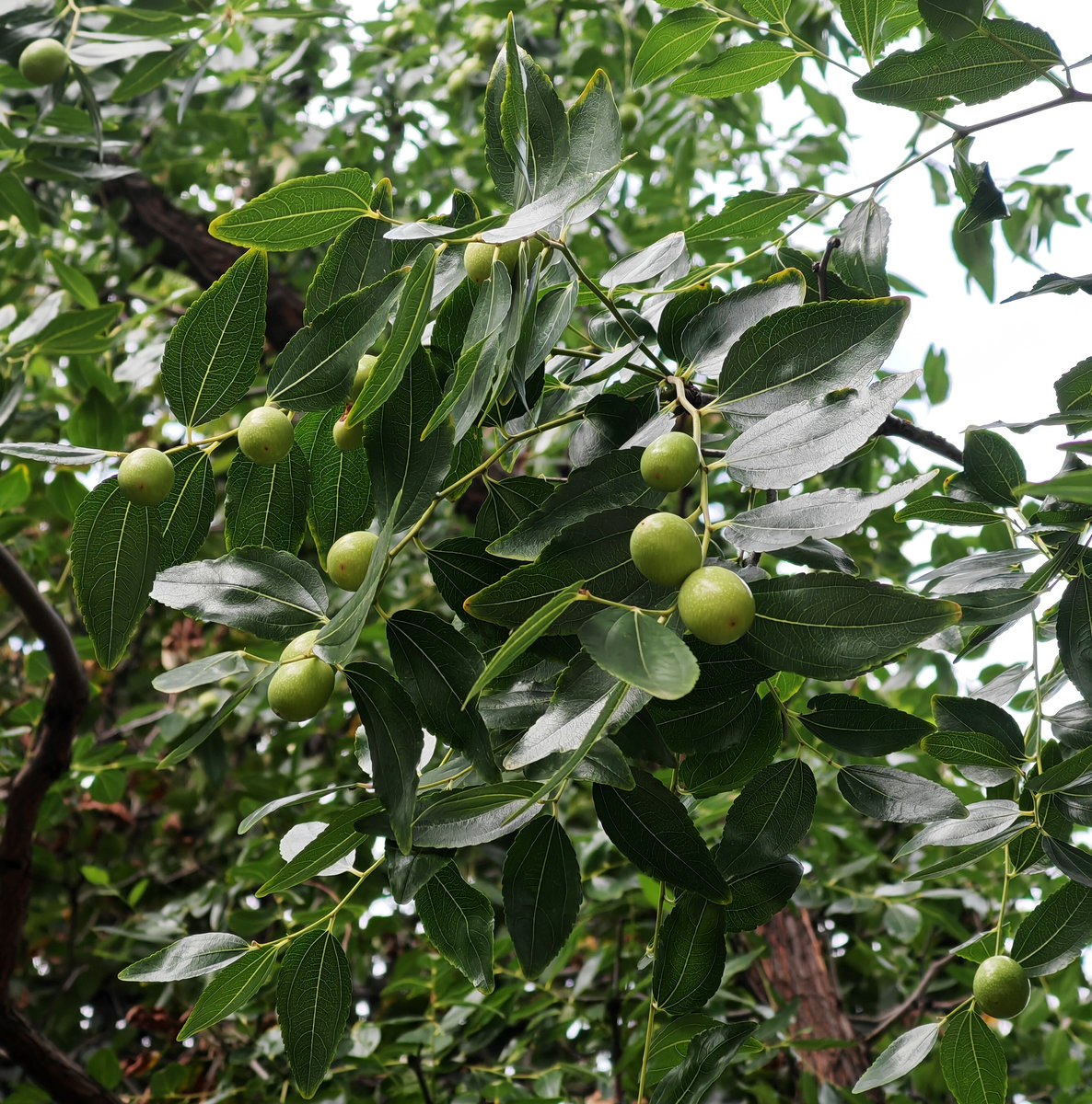 Image of Ziziphus jujuba specimen.
