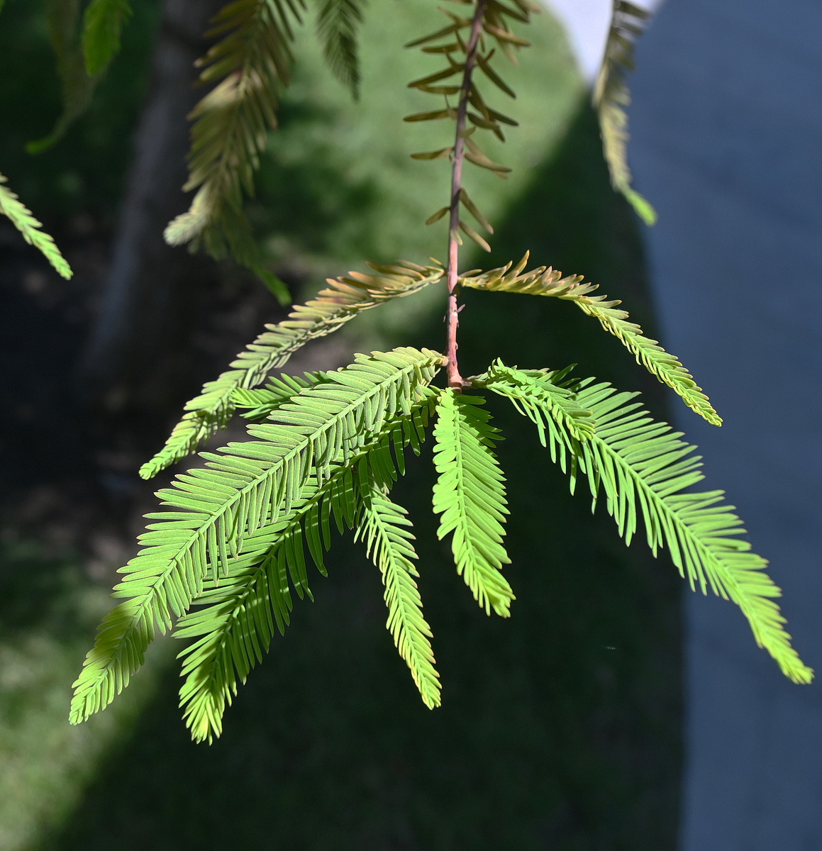 Image of Unknown species specimen.