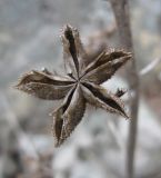 Dictamnus gymnostylis. Вскрывшийся плод (пятилистовка). Южный Берег Крыма, гора Кастель. 11 февраля 2009 г.