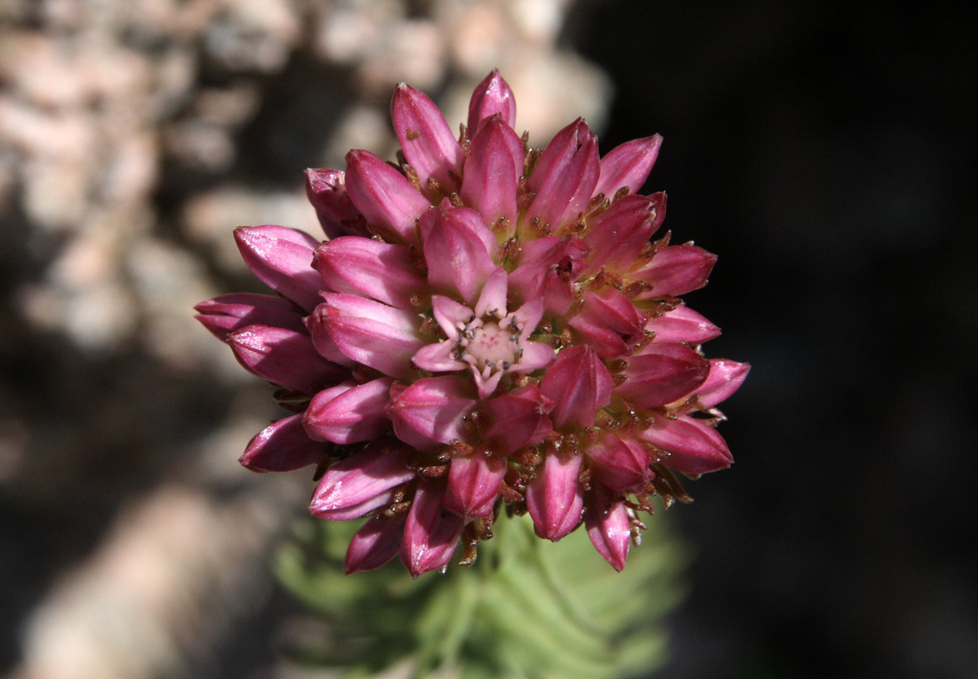 Image of Pseudosedum lievenii specimen.