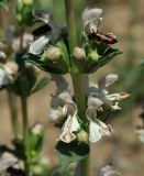 Phlomoides septentrionalis. Часть соцветия. Казахстан, Джамбульская обл., южнее оз. Балхаш. 13.05.2011.