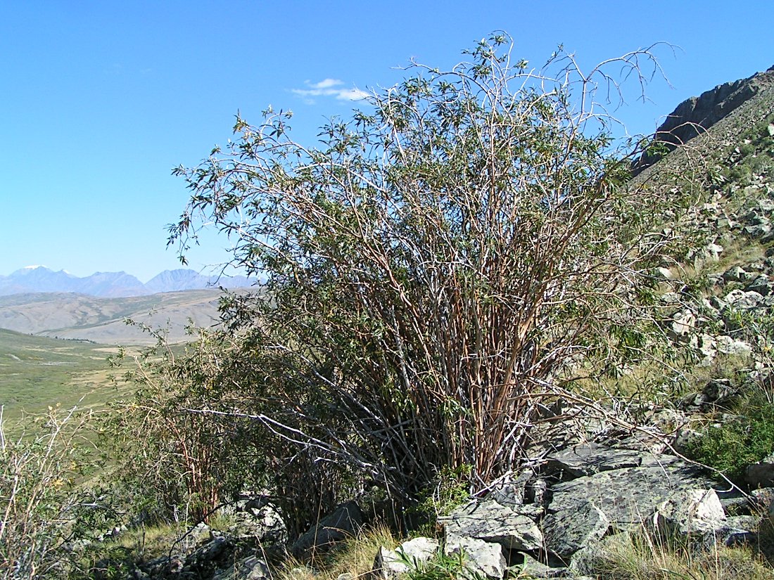 Image of Salix sajanensis specimen.