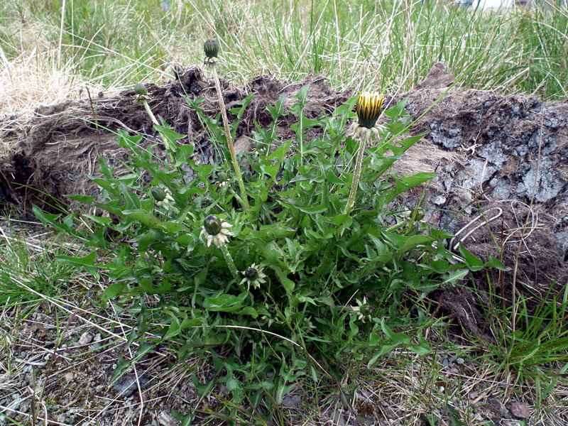 Image of genus Taraxacum specimen.