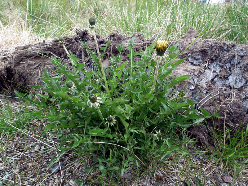 Изображение особи род Taraxacum.