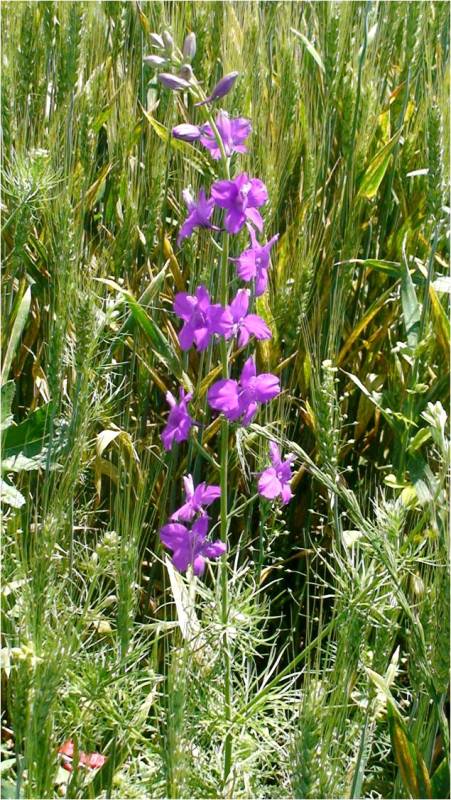 Изображение особи Delphinium hispanicum.