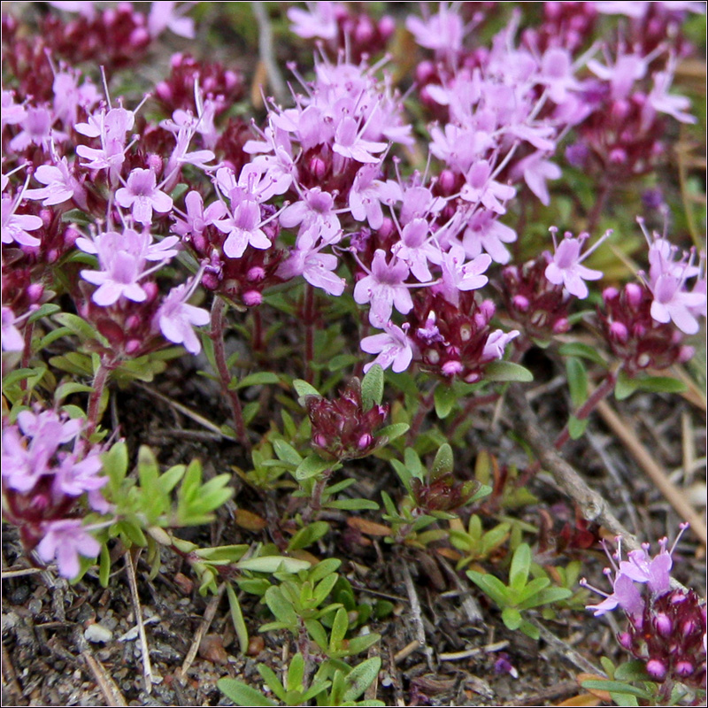 Изображение особи Thymus serpyllum.