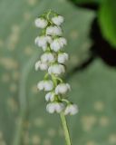 Pyrola minor