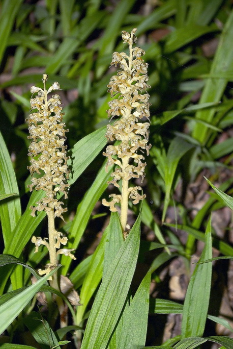 Image of Neottia papilligera specimen.