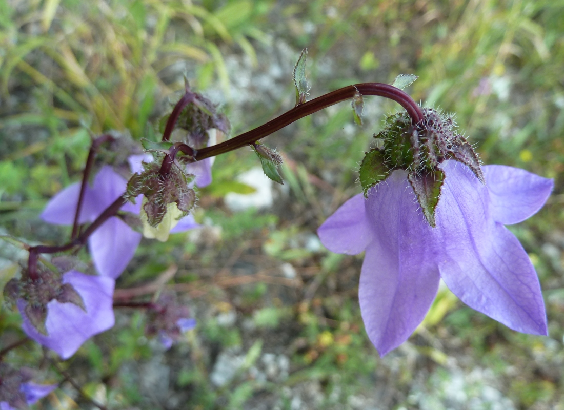 Image of Campanula longistyla specimen.