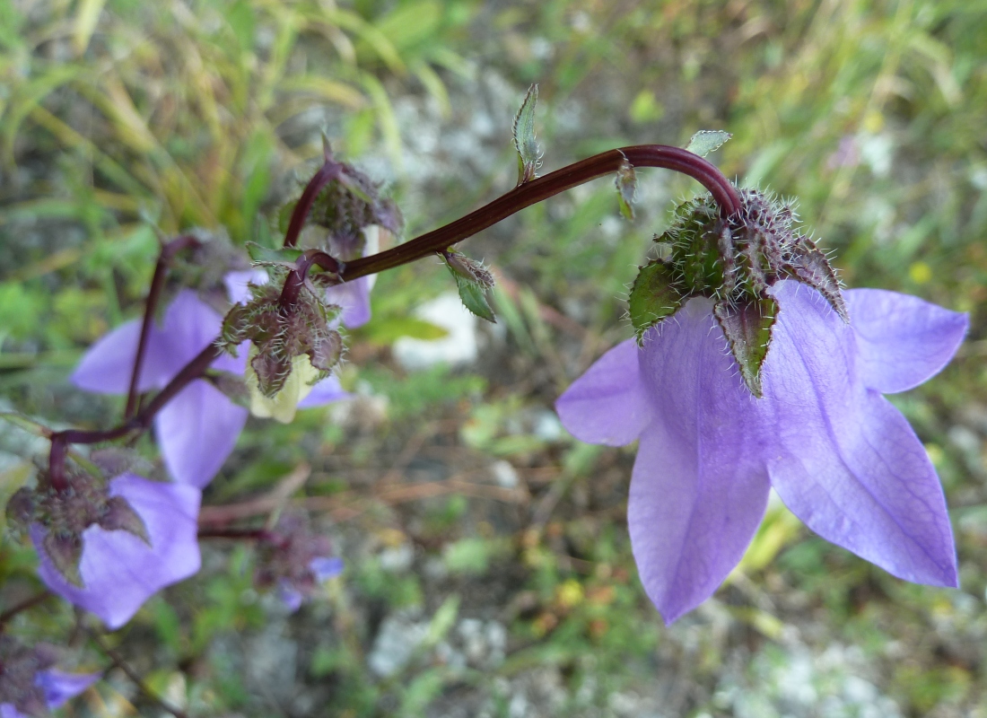 Изображение особи Campanula longistyla.