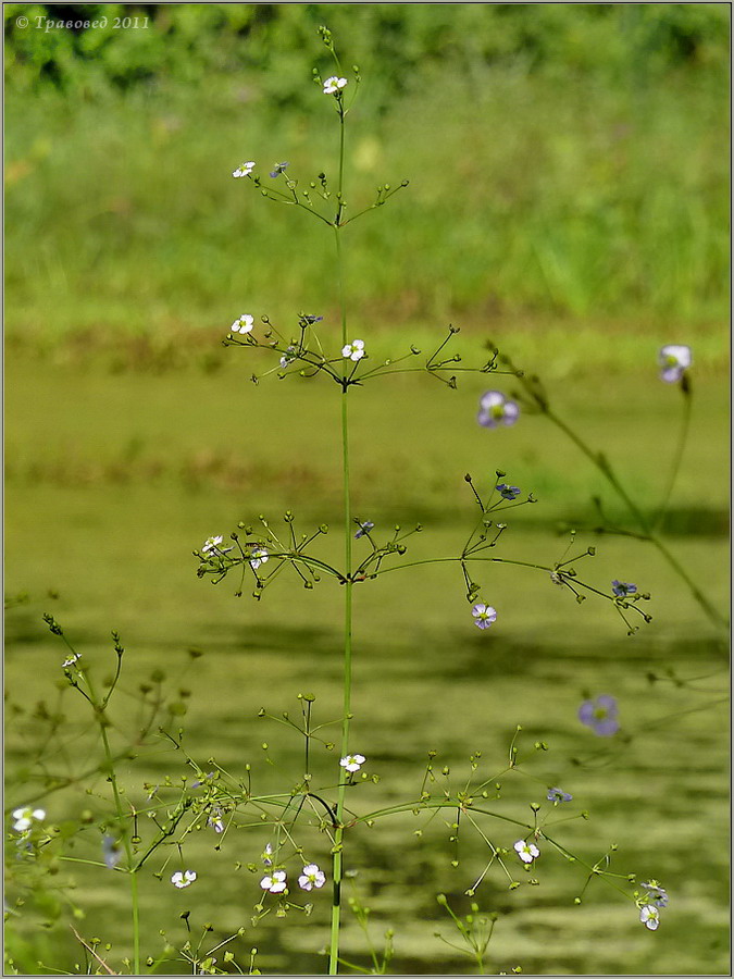 Image of Alisma plantago-aquatica specimen.