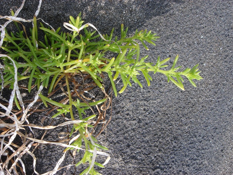 Image of Salsola komarovii specimen.