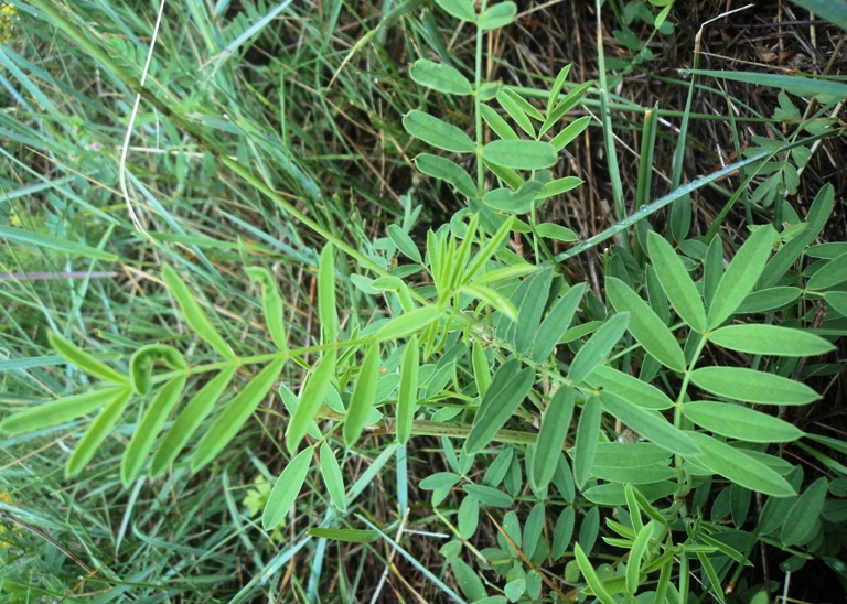 Изображение особи Onobrychis sibirica.