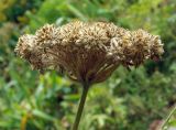 Laserpitium hispidum. Зонтик с плодами. Москва, БС МГУ, в культуре. 31.08.2011.