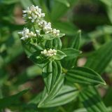 Galium boreale. Верхушка цветущего растения. Республика Татарстан, национальный парк \"Нижняя Кама\", Танаевские луга. 30.08.2011.