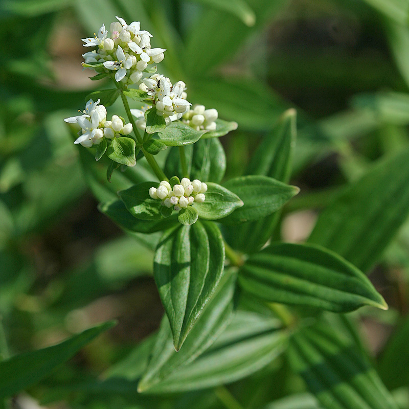 Image of Galium boreale specimen.