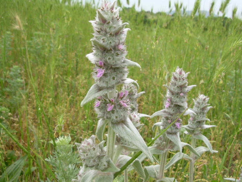 Image of Stachys cretica specimen.