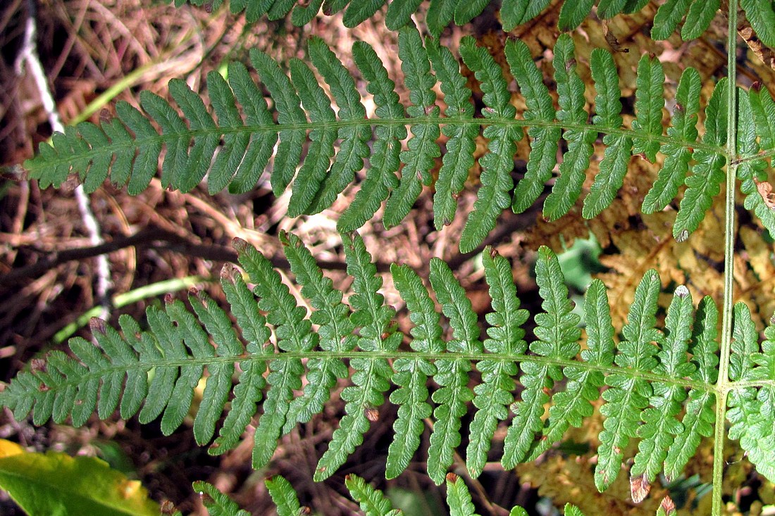 Изображение особи Pteridium tauricum.