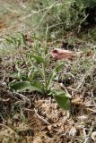 Rhinopetalum gibbosum